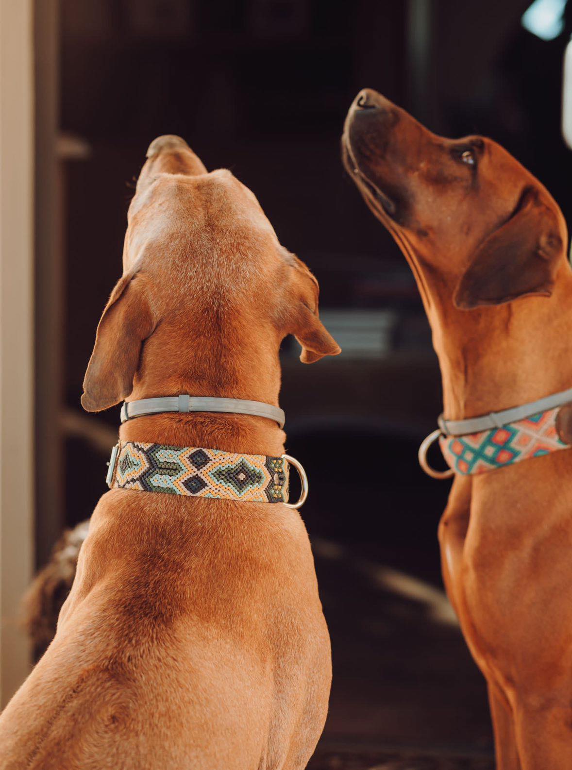 Embroidered sales dog leash